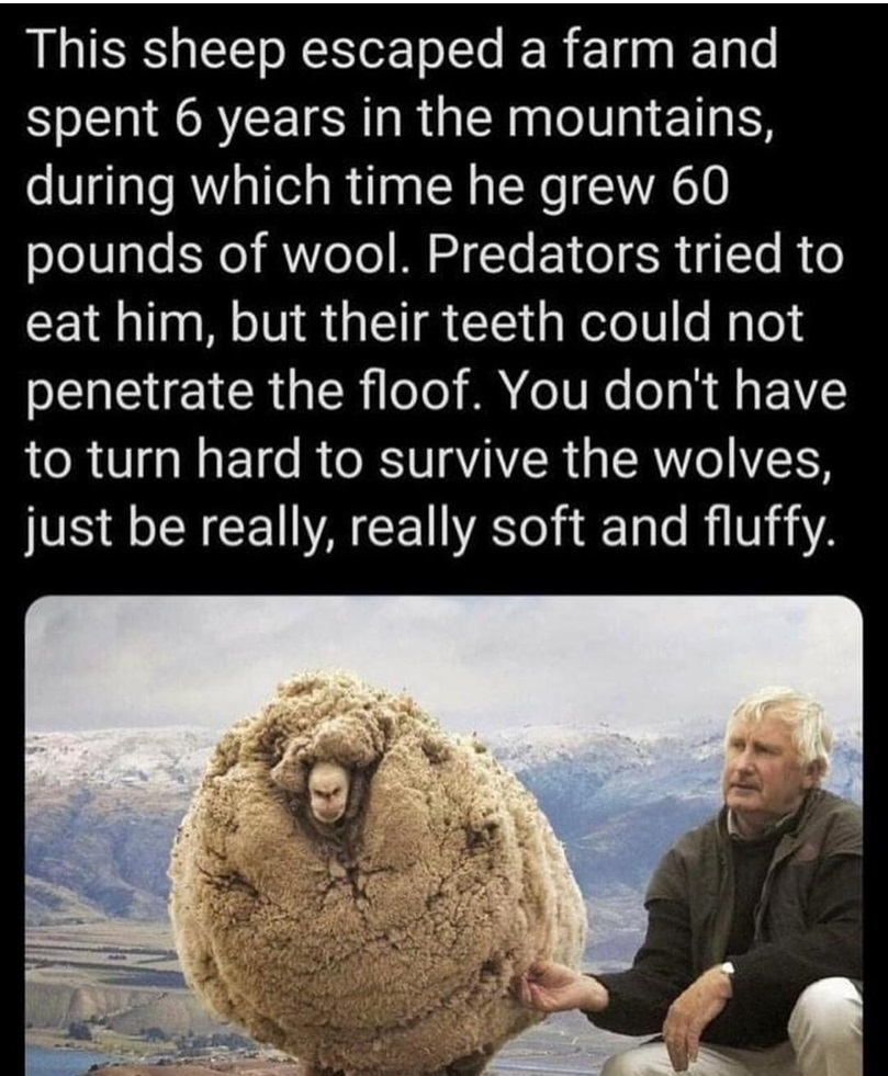 sheep amazing.jpg