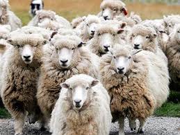 sheep_zps46991f7c.jpg