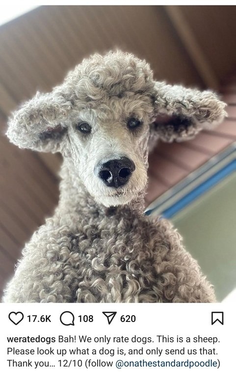 sheepdog.jpg