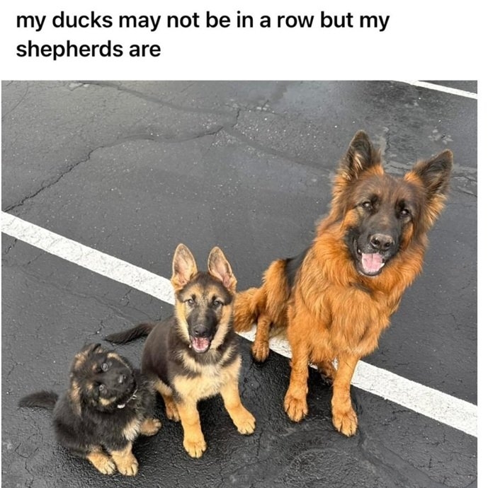 shepherds.jpg