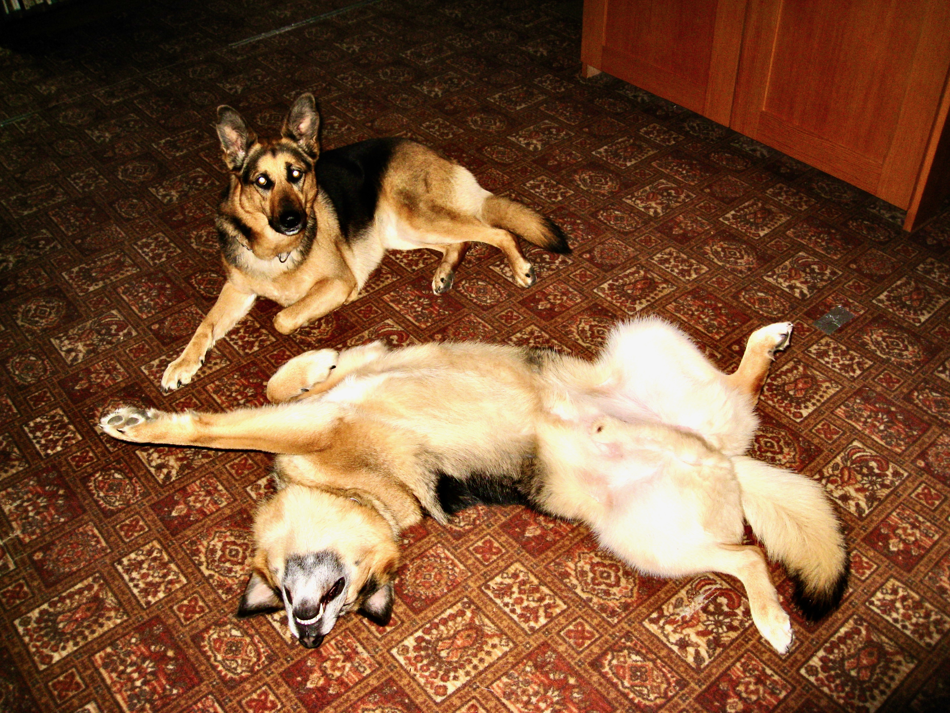 sheps copy.jpeg