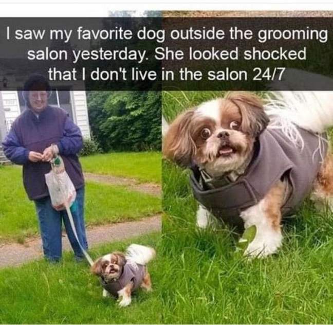 shocked dog.jpg