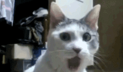 shockedcat.gif