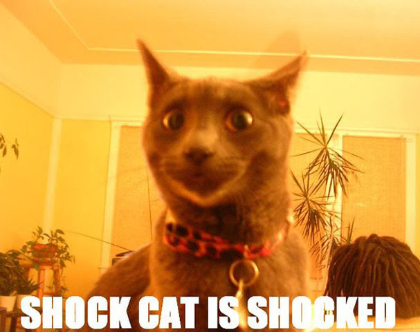 ShockedCat.jpg