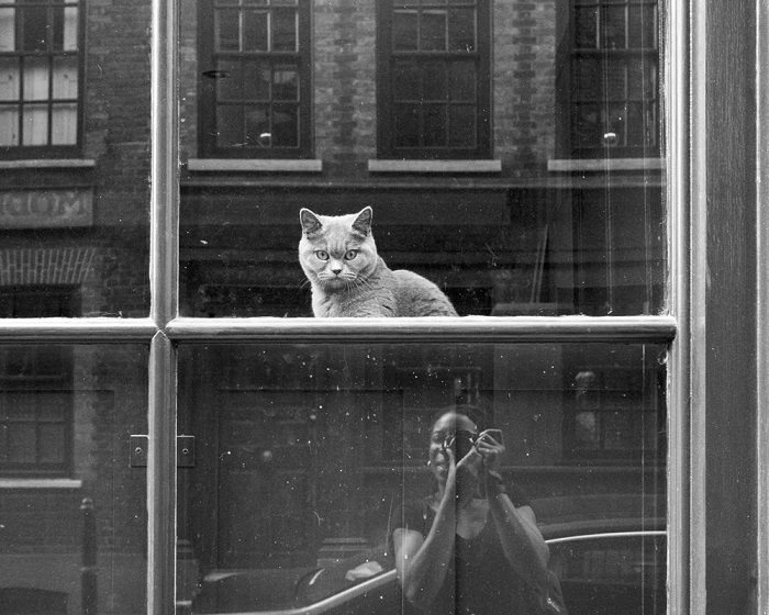 shoreditch cat.jpg
