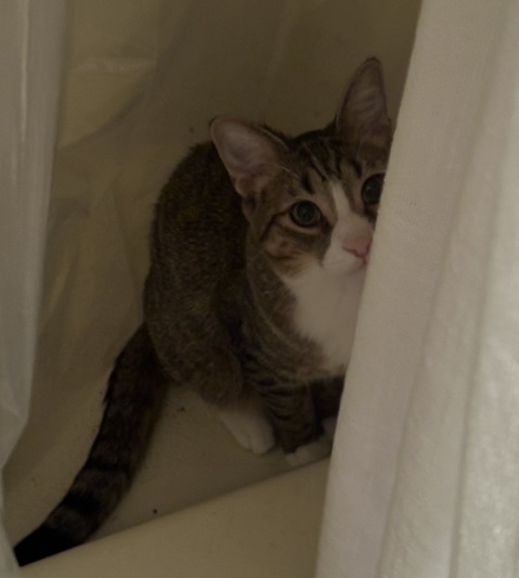 shower cat.jpg