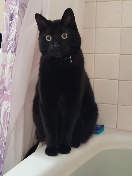 shower cat.jpg