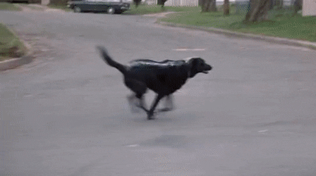 ShowyRectangularAsianconstablebutterfly-size_restricted.gif