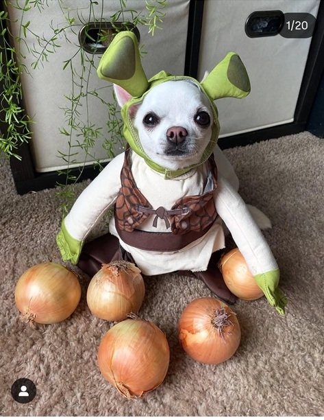 shrek dog.jpg