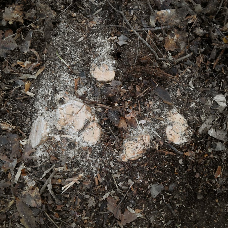 Shrub-Stumps.jpg