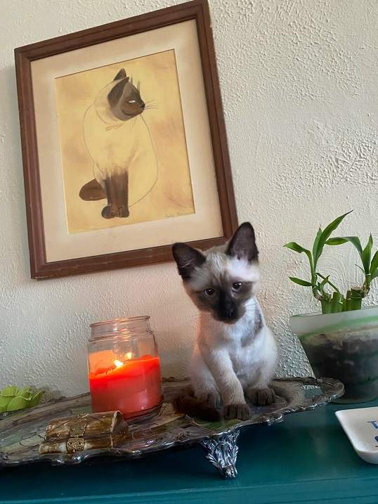 siamese cat art.jpg