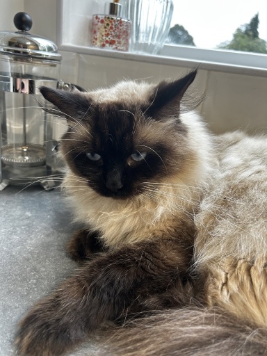 siamese close.jpg