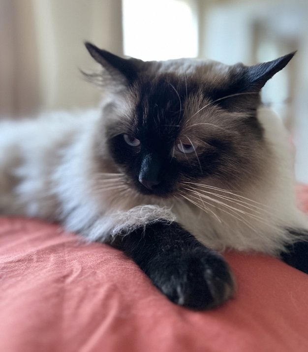 siamese close.jpg