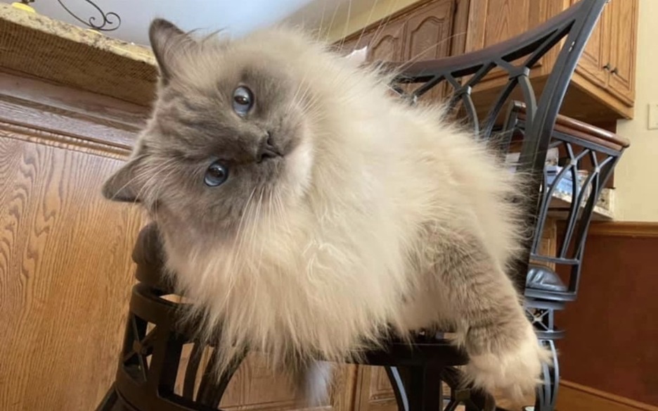 siamese floof.jpg