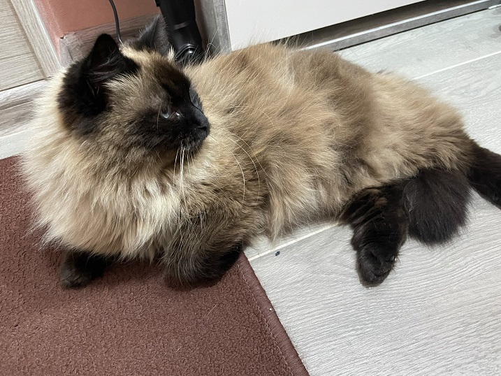 siamese floor.jpg