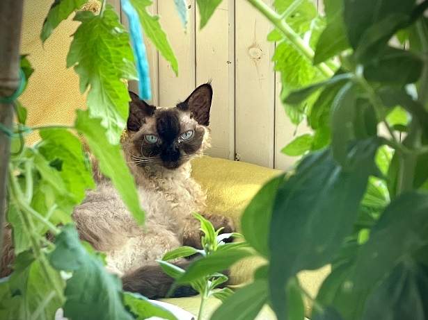 siamese garden.jpg