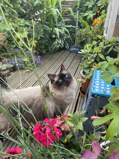 siamese garden.jpg