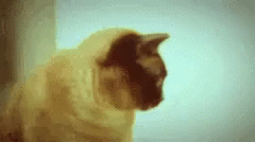 siamese.gif