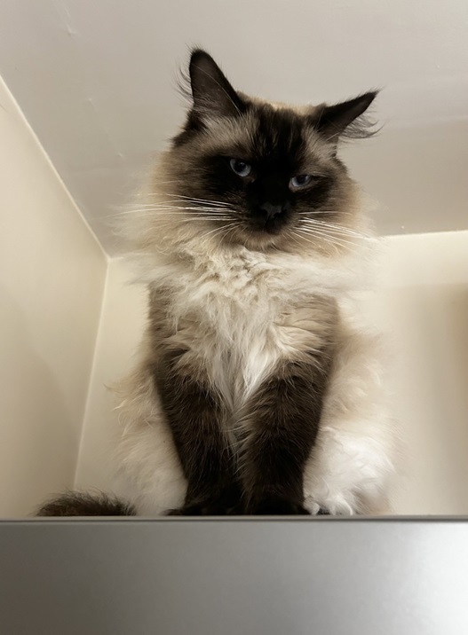 siamese.jpg
