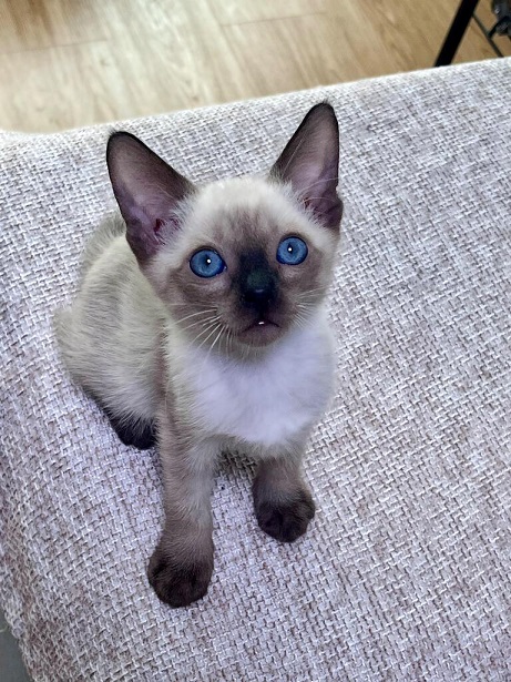 siamese kitten.jpg