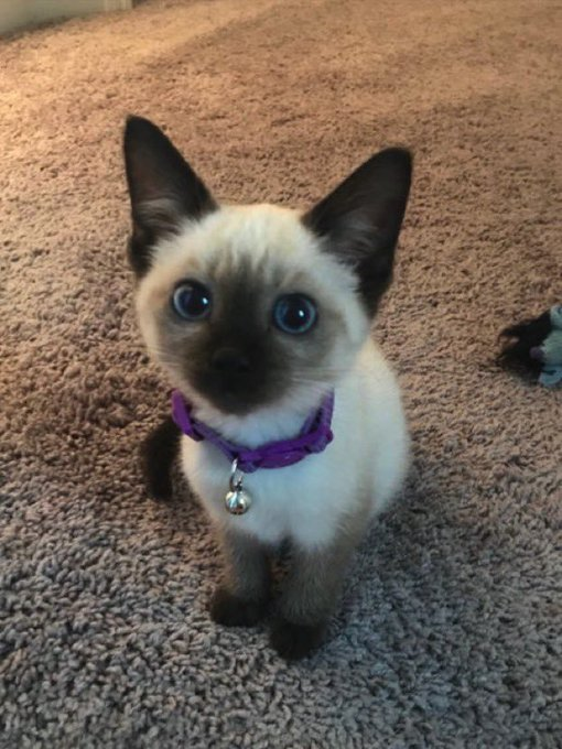 siamese kitten.png