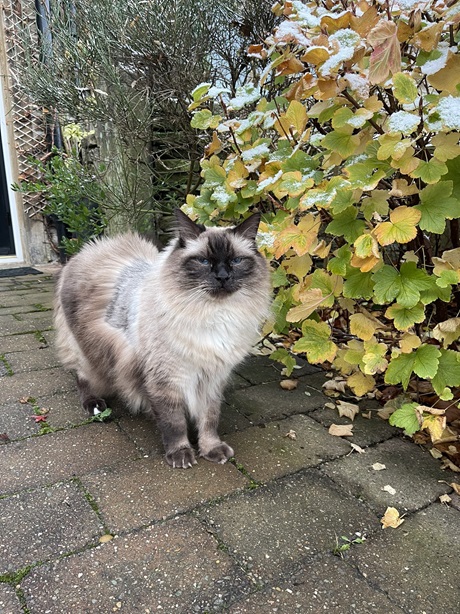 siamese leaves.jpg