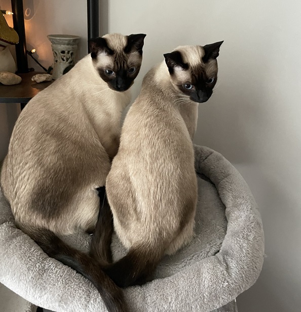 siamese matching.jpg