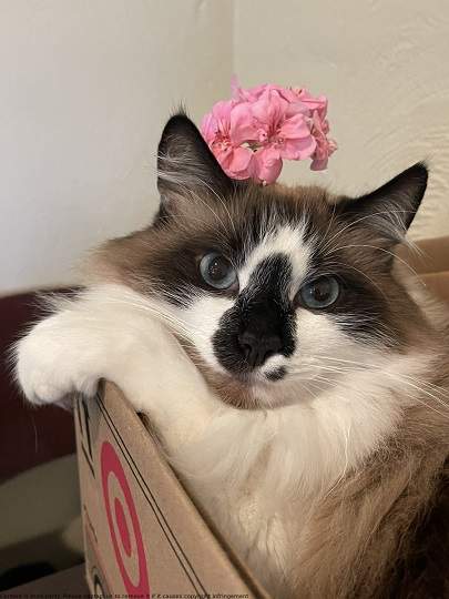 siamese pink.jpg