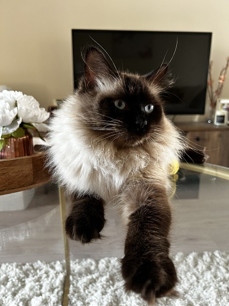 siamese table.jpg