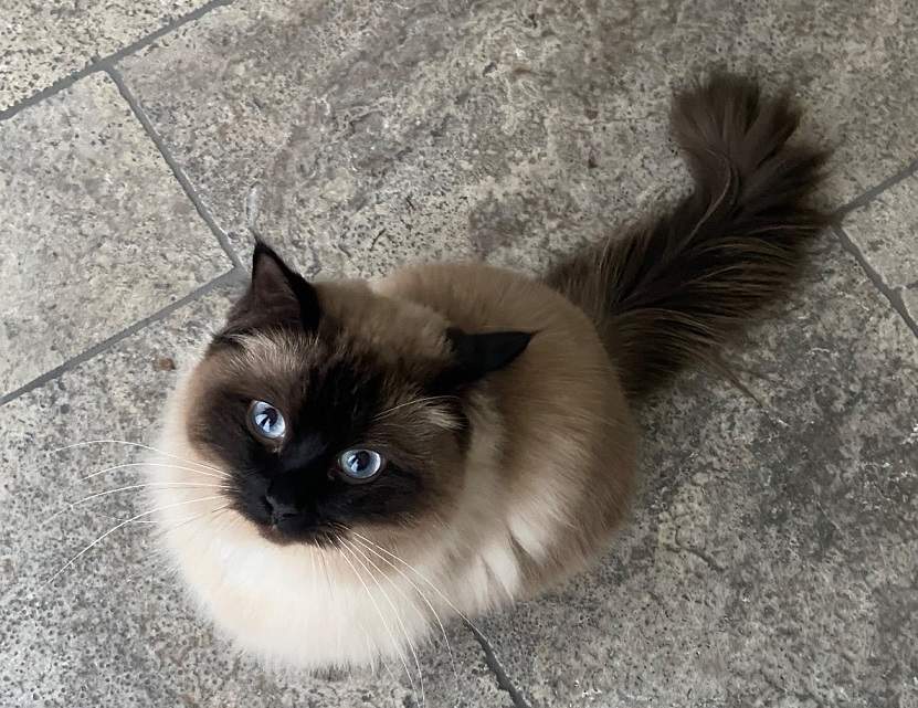 siamese up.jpg