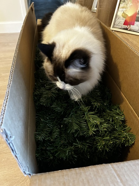 siamese xmas tree.jpg