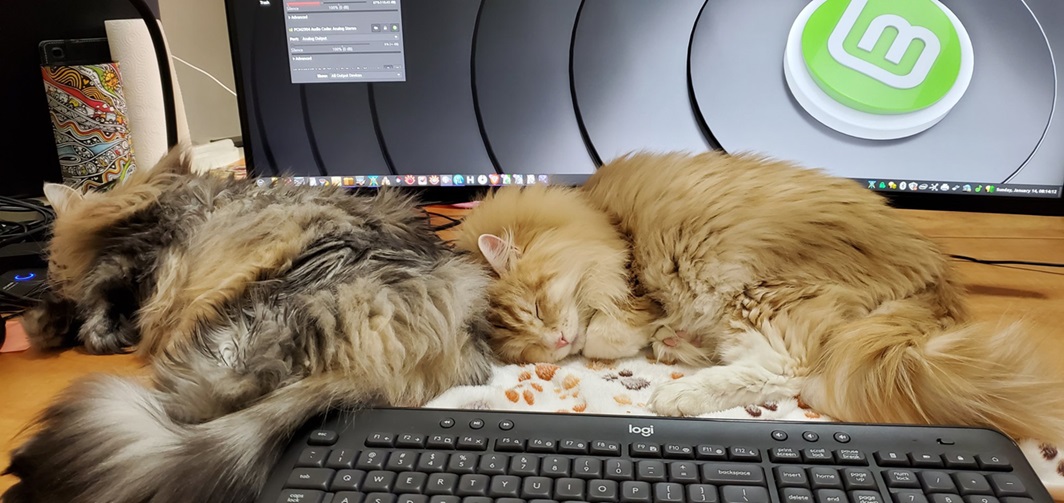 siberian cats.jpg