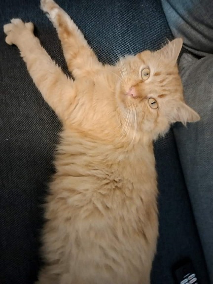 sideways orange cat.jpg