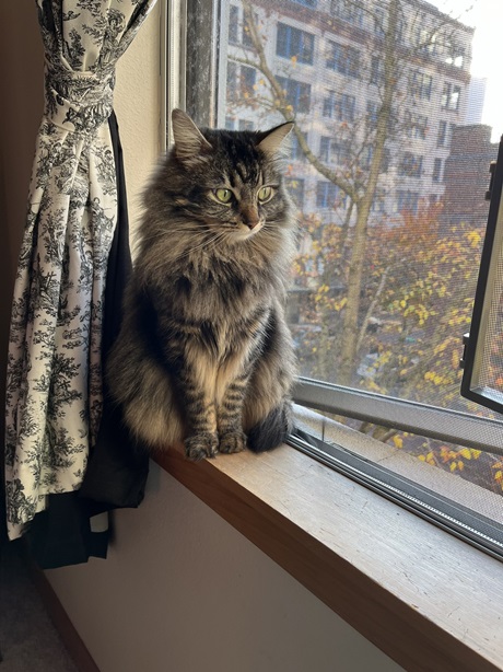 sill cat.jpg