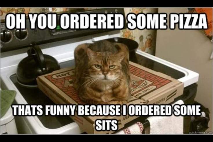 silly-cat-memes-12-3030398556.jpeg
