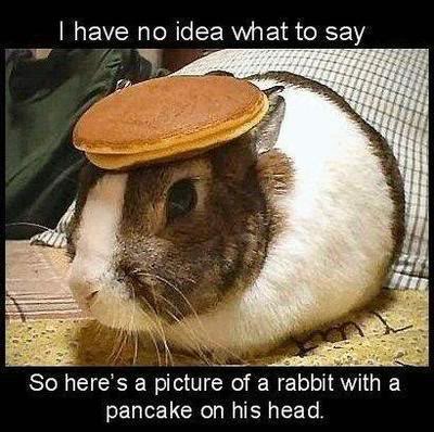SillyRabbit.jpg