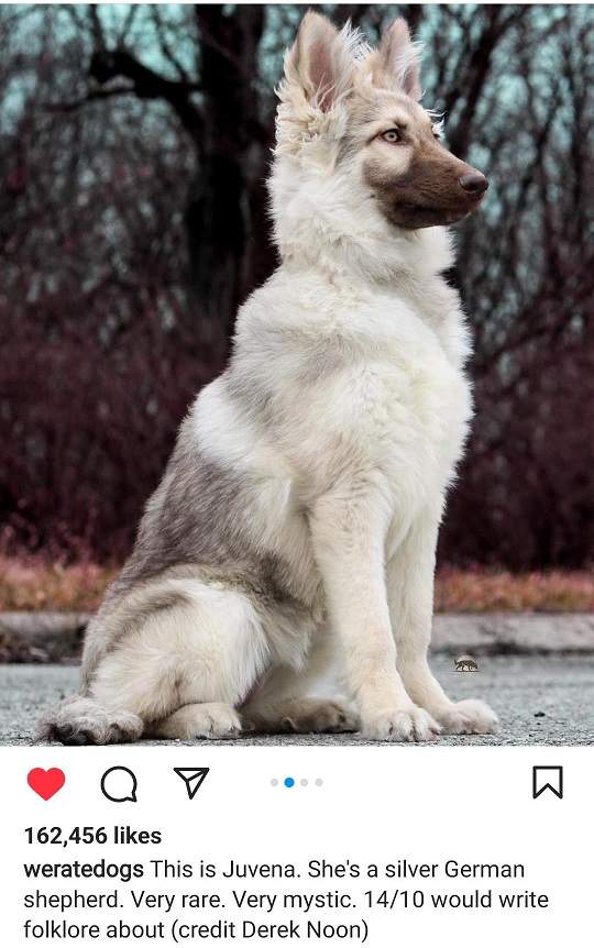 silver gsd.jpg