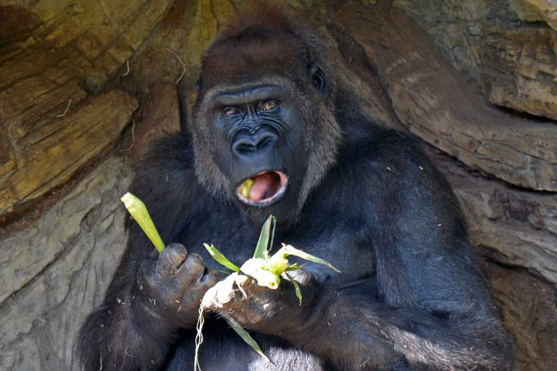 Silverback-eating.jpg