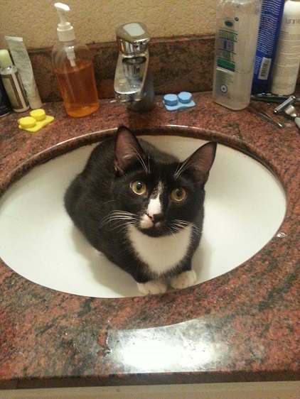 sink cat.jpg