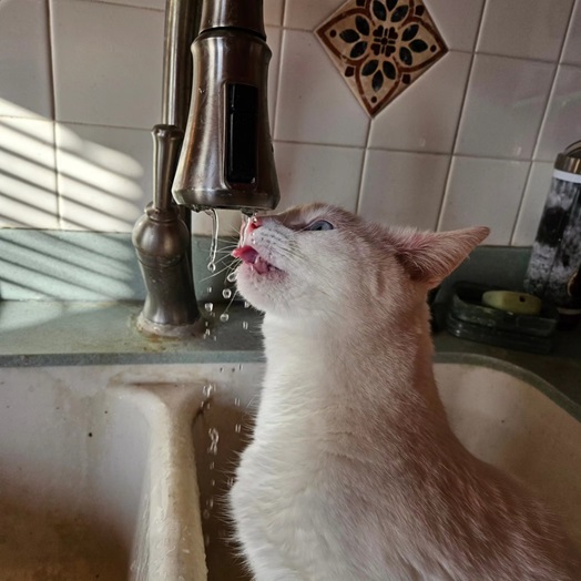 sink cat.jpg