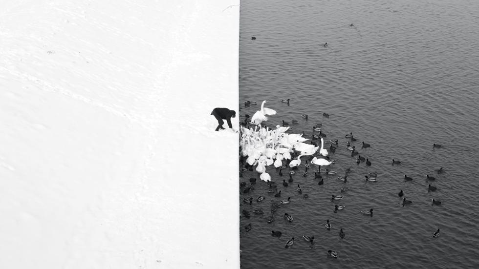 sipa_monochrome_feedingswans.jpg