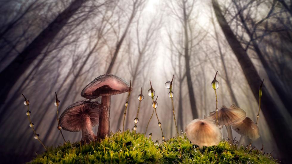 sipa_nature_creaturesforest.jpg