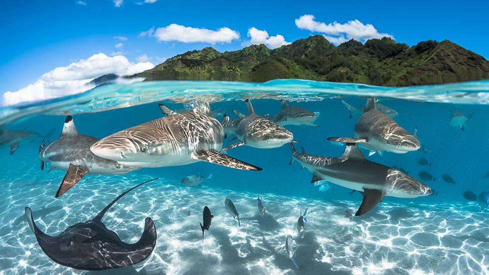 sipa_nature_lagoon.jpg