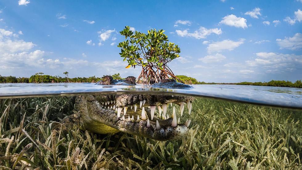 sipa_nature_mangrove.jpg