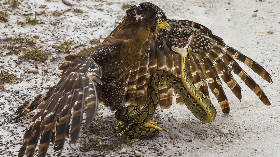 sipa_wildlife_screamofdeath.jpg