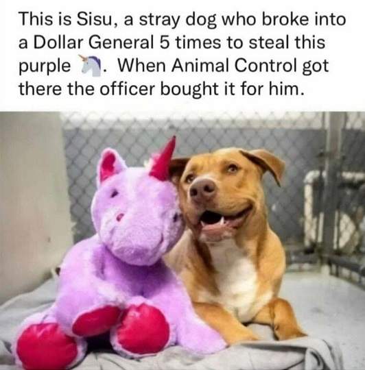 Sisu dog.jpg