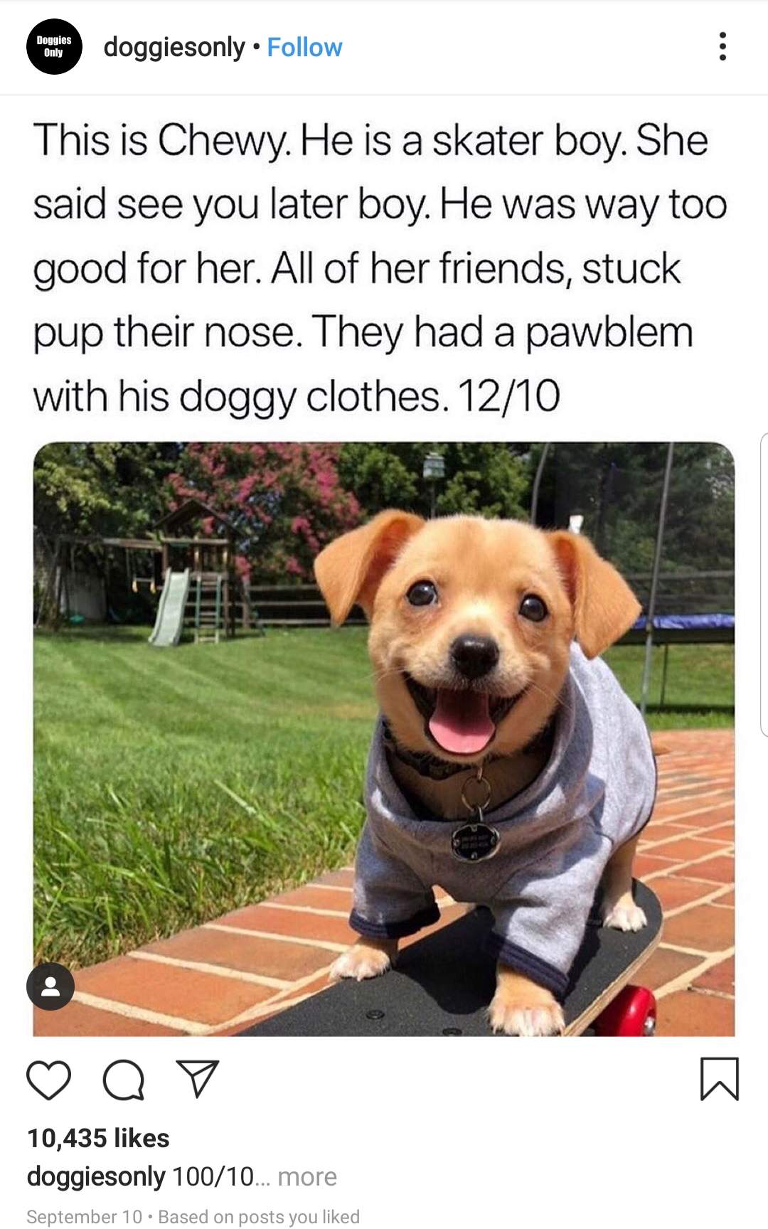 skater pup.jpg