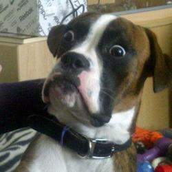 skeptical_dog.jpg