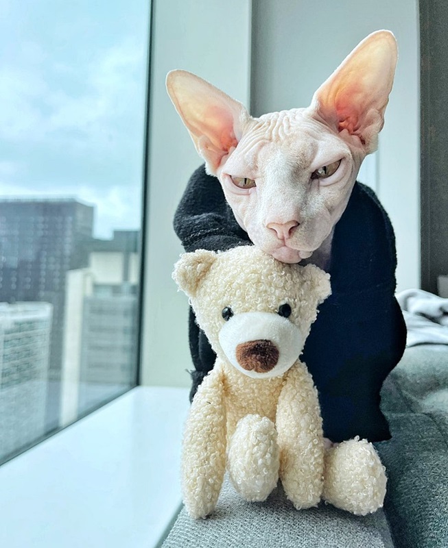 skin cat.jpg