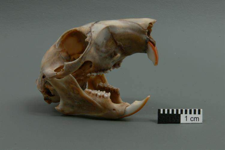 Skulls and Teeth.jpg